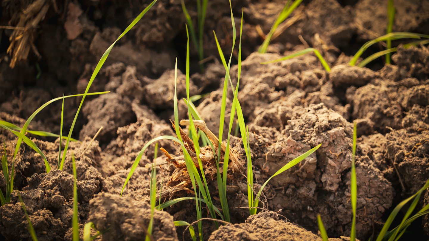 Germogli di erba verde che spuntano da terra scura e ricca.