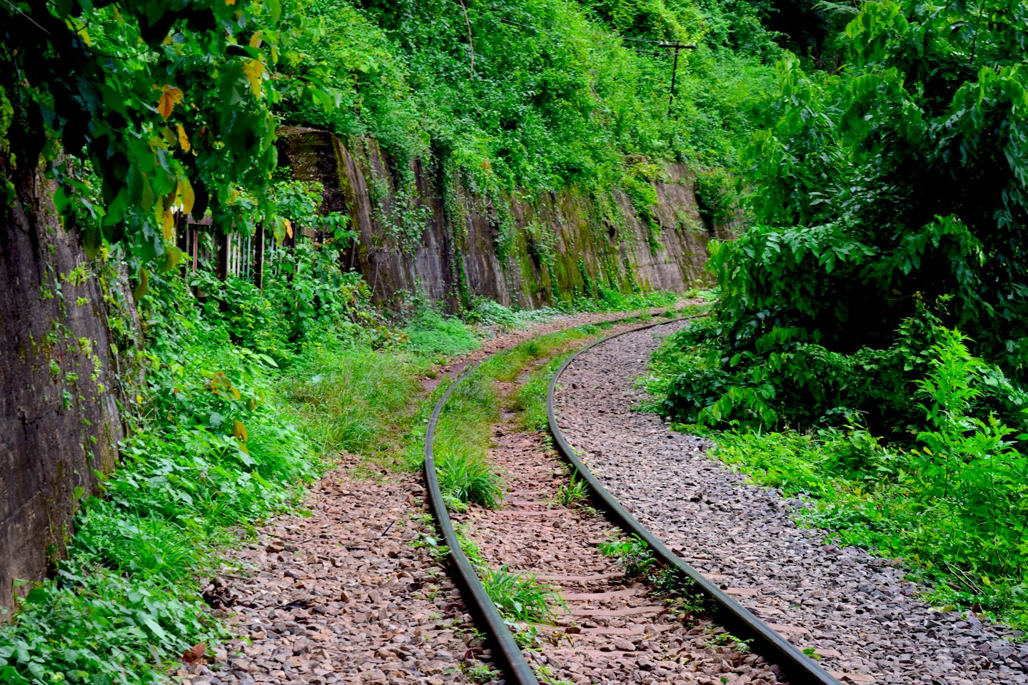 Un tortuoso binario ferroviario serpeggia attraverso un lussureggiante paesaggio verde.
